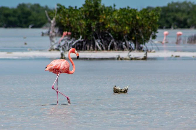 temporada-de-flamingos-en-san-crisanto-yucatan